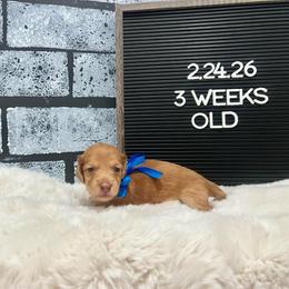 Itchy calf - Dapple male Dachshund puppy in Goodyear, Arizona from AZ Low Life Doxies