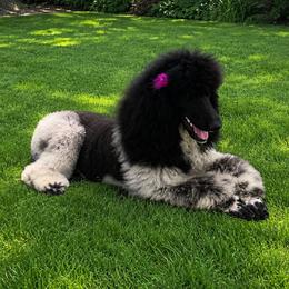 Pixy - Poodle