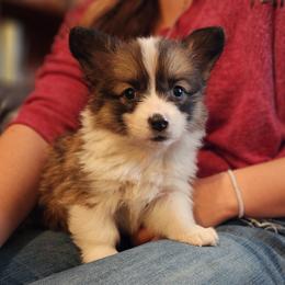 Waffles....Fluffy Alert - Sable female Pembroke Welsh Corgi puppy in Sidney, Ohio from Cozy Corgi Ranch