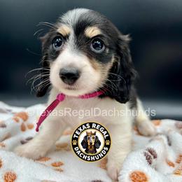 Rachel 3000 - Piebald female Dachshund puppy in Houston, Texas from Texas Regal Dachshunds LLC
