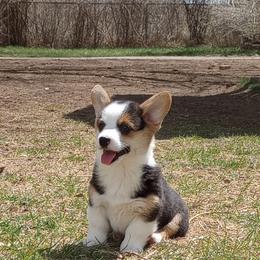Pembroke Welsh Corgi Puppies from Merrygold Corgis