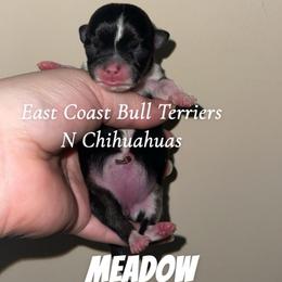 Meadow - Black and tan female Chihuahua puppy in Kannapolis, North Carolina from East Coast Bull Terriers N Chihuahuas