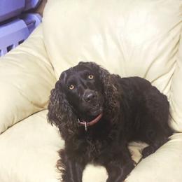 Boykin Spaniel, English Springer Spaniel, and Rat Terrier Puppies from 31 Pines Kennels