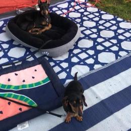 Doberman Pinscher Puppies from Jensen Dobermans