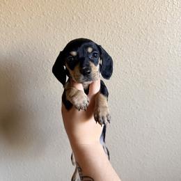 Pixie (purple) - Black and cream female Dachshund puppy in Modesto, California from Once Upon a Mini Dachshund