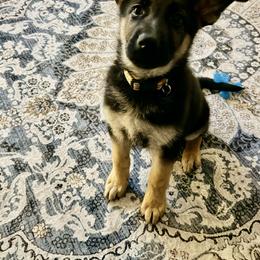 Grady - Black and red male German Shepherd puppy in Whitewater, California from Vom Haus Metzler Shepherds