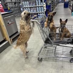 Belgian Laekenois Puppies from Sweetwater Belgian Laekenois