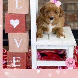 Treasure - Red female Australian Labradoodle puppy in Redding, California from Shasta Royal Monroe Puppies