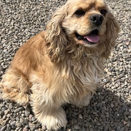 ABC - Cocker Spaniel