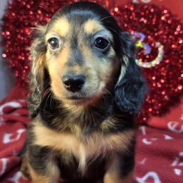 Boy 3 - male Dachshund puppy in Polo, Missouri from Cool Runnin Dachshunds