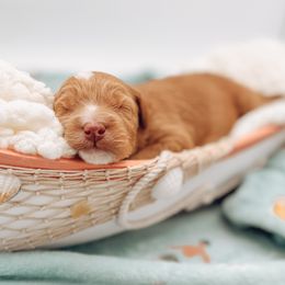 Goldendoodle Puppies from Summer Sun Doodles