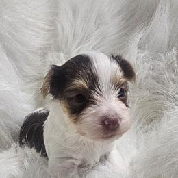 Woody - Parti male Yorkshire Terrier puppy in Hamilton, Ohio from Purebred Yorkies of Ohio