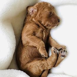 Micky Mouse - Red male Cavapoo puppy in Aiken, South Carolina from Cavapoos of the Carolinas