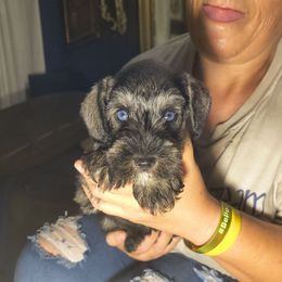 Saphire(blue eyes) - Salt and pepper female Miniature Schnauzer puppy in Panama City, Florida from Emerald Coast Schnauzers