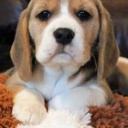 Beagles from Shea Manor Beagles
