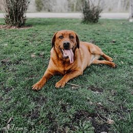 Clementine - Labrador Retriever