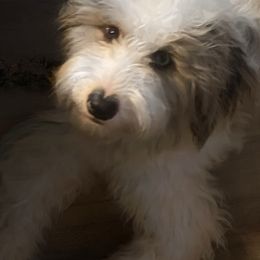 Bleu - Sheepadoodle