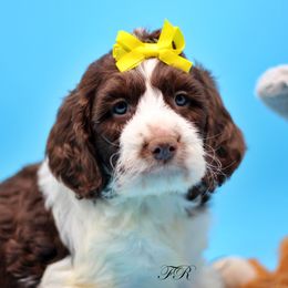 English Springer Spaniel and Springerdoodle Puppies from Family Raised Doodles