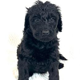 Hemlock - Black male Assorted Doodle Crosses puppy in Kansas City, Missouri from Beary GoldenDoodles