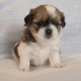 Twix - Tricolor male Shih Tzu puppy in Providence, Rhode Island from All4Paws