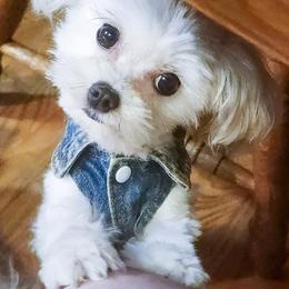 Maggie May - Maltese
