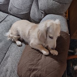 Anne - Dachshund