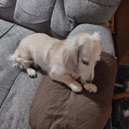 Anne - Dachshund