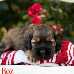 Roz - Sable female Cocker Spaniel puppy in Clinton, Oklahoma from Enchanted Spaniels