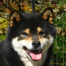 Kuro - Shiba Inu