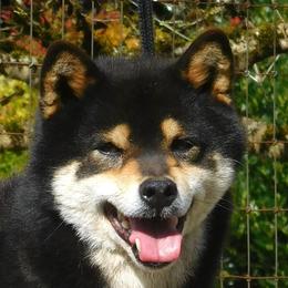 Kuro - Shiba Inu
