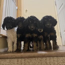 Poodle Puppies from Foot Hills Amazing Poodles