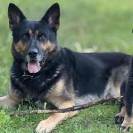 German Shepherd Puppies from Vom Haus Elbrus Kennel