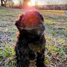 Assorted Doodle Crosses Puppies from Southern Star Goldendoodles