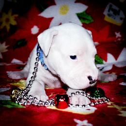 Mufasa - Dogo Argentino puppy from Debonair Dogos
