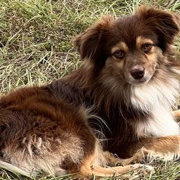 Miniature Australian Shepherds and Toy Australian Shepherds from Maple Creek Run