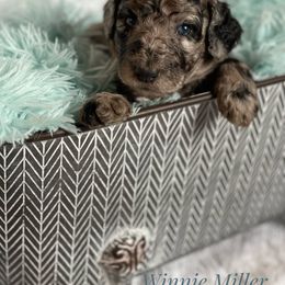 Aussiedoodle and Australian Shepherd Puppies from Dunroamin Farms Australian Shepherds and Aussiedoodles