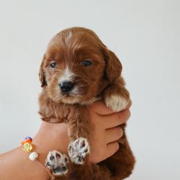 Dakota - Pink collar female - Red  female Goldendoodle puppy in Ruthorfordton, North Carolina from Duncan Doodles Goldendoodles