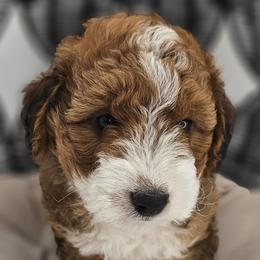Buzz (Mr. Mint Green) - Sable male Aussiedoodle puppy in Georgetown, Texas from Mc Doodles of Texas LLC