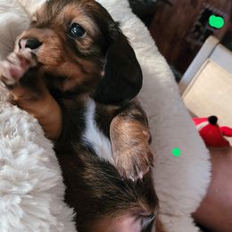 Boy 2 - Dachshund puppy in Homosassa, Florida from Foxies Doxies