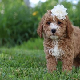 Girl 2 - Parti female Goldendoodle puppy in Applecreek, Ohio from Pleasant Acre Farms