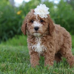 Girl 2 - Parti female Goldendoodle puppy in Applecreek, Ohio from Pleasant Acre Farms