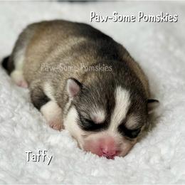 Taffy - Silver female Pomsky puppy in Krum, Texas from Paw-Some Pomskies