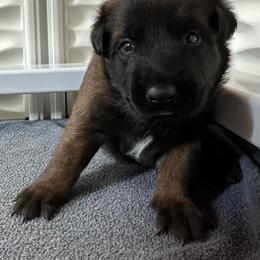 Brown - Fawn sable female Belgian Malinois puppy in Ellerbe, North Carolina from Grand Prix Kennel