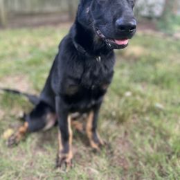 German Shepherd Puppies from Paws Of Germany