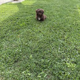 Shih Tzu Puppies from Mosley Kennel Shih Tzu