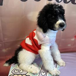 Zeus - Parti male Poodle puppy in Mobile, Alabama from Semmy’s Standard Poodle LLC