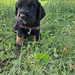 Boy 2 - Black white and tan male English Cocker Spaniel puppy in Potosi, Wisconsin from Point and Flush Gun Dogs