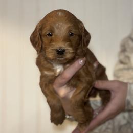 Goldendoodle Puppies from Hollywood Doodles