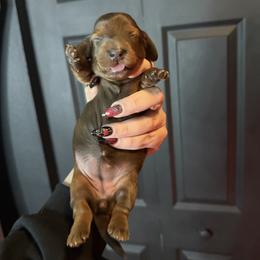 Becky Lynch - Red female Dachshund puppy in Tampa, Florida from EntityDachs