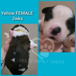 Yellow Female - White and brown female Saint Bernard puppy in Kaukauna, Wisconsin from Holtz Family Saints